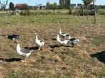 Vlaamse gans, Dieren en Toebehoren, Pluimvee