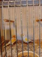 ZEER mooi onverwant kweekrijp koppeltje KANARIES van 2025, Dieren en Toebehoren, Meerdere dieren, Zangkanarie