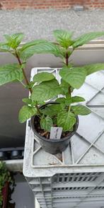 Munt Berries & Cream (blauwe bes), Vaste plant, Ophalen of Verzenden, Halfschaduw, Kruiden