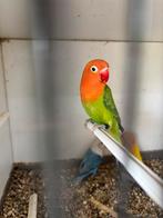 Fischeries, Dieren en Toebehoren, Vogels | Parkieten en Papegaaien, Geslacht onbekend, Dwergpapegaai of Agapornis