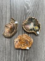Versteend hout, Ophalen of Verzenden, Fossiel