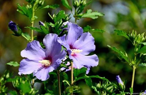 Hibiscus Syriacus Violet, Tuin en Terras, Planten | Struiken en Hagen, Struik, Overige soorten, Minder dan 100 cm, Ophalen