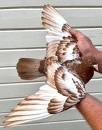 Jonge kleurpostduif, Dieren en Toebehoren, Vrouwelijk, Postduif
