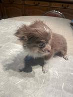 Chihuahua-pups mooie mini raszuiver zeer mooi kleintjes !, België, Fokker | Hobbymatig, 8 tot 15 weken, CDV (hondenziekte)