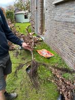 Rode beukenhaag, Tuin en Terras, Ophalen, Beukenhaag, Haag, 100 tot 250 cm