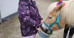 Stalhulp, Dieren en Toebehoren, Paarden