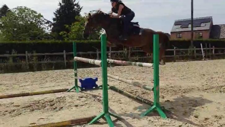 D topspring pony Rasta vdC v.Kantjes Ronaldo Gratis te leen, Dieren en Toebehoren, Paarden, Merrie, M, Minder dan 160 cm, 11 jaar of ouder