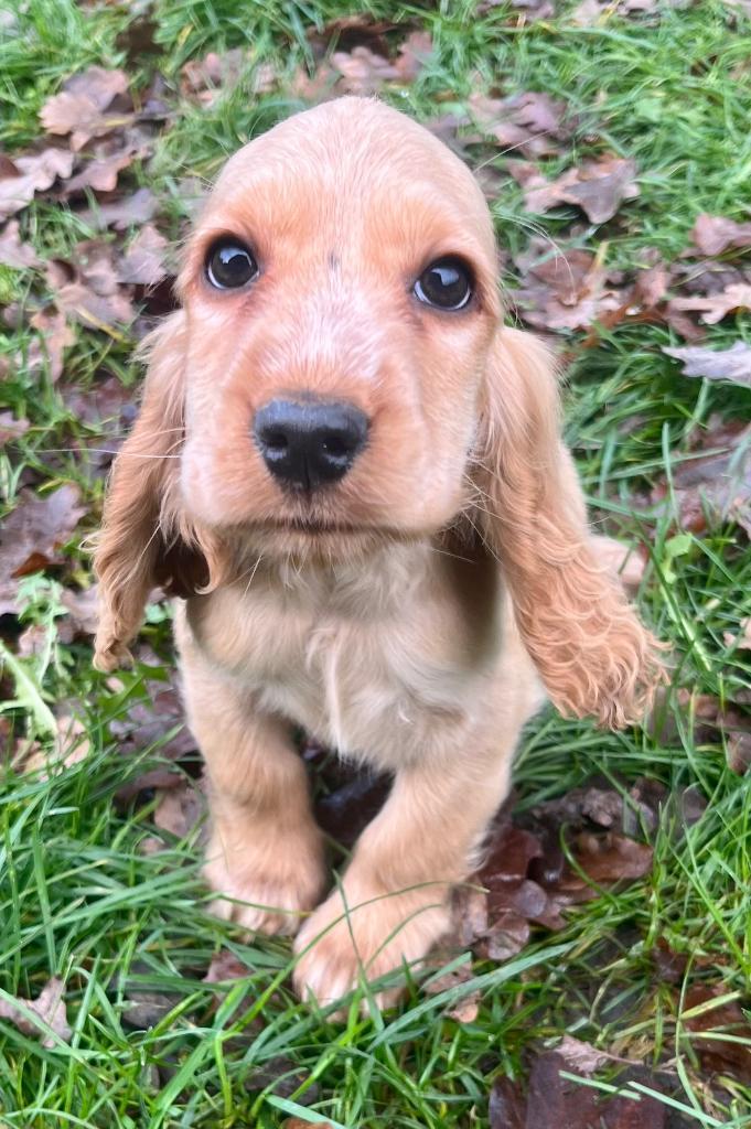Engelse Cocker Spaniël pups, Dieren en Toebehoren, Honden | Retrievers, Spaniëls en Waterhonden, Meerdere dieren, Spaniël, Fokker | Hobbymatig
