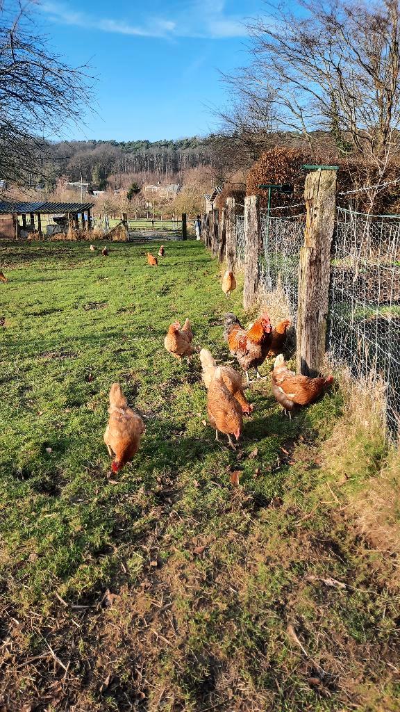 leghennen te koop, Animaux & Accessoires, Volatiles, Poule ou poulet, Femelle