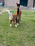 Alpaca veulens, Dieren en Toebehoren, Juni, Mannelijk