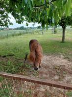 Pony