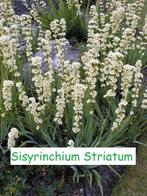 Sisyrinchium striatum, schitterende bieslelie., Enlèvement, Mi-ombre, Été, Plante fixe