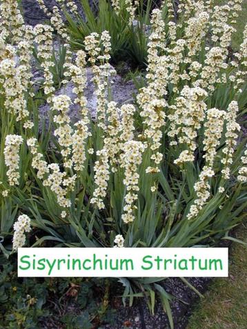 Sisyrinchium striatum, schitterende bieslelie.