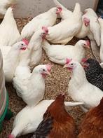 œufs frais blancs, bruns et noirs 24 semaines par semaine, Poule ou poulet, Femelle