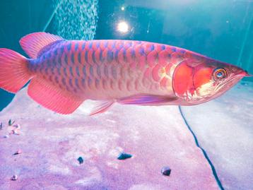 Arro 55 cm eventueel te ruil tegen mooie roggen  beschikbaar voor biedingen