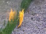 Neocaridina Orange Sunkist – Oranje Garnalen, Dieren en Toebehoren, Kreeft, Krab of Garnaal, Zoetwatervis