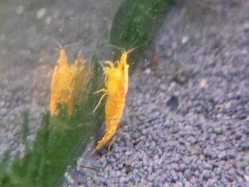 Neocaridina Orange Sunkist – Oranje Garnalen beschikbaar voor biedingen
