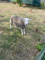 2 lammeren te koop, Dieren en Toebehoren