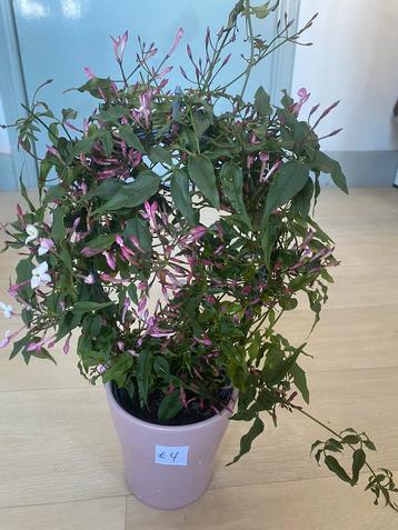 Bloemen 🌺flower 🌺, Tuin en Terras, Planten | Tuinplanten, Ophalen