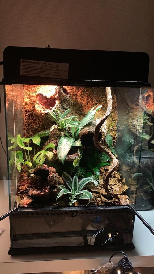 Volledig ingerichte Exo Terra 45x45x60, Dieren en Toebehoren, Reptielen en Amfibieën | Toebehoren, Nieuw, Terrarium of Paludarium