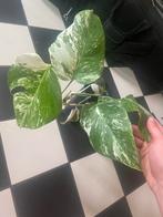 Monstera Variegata albo, Huis en Inrichting, Kamerplanten, Ophalen, Overige soorten, Halfschaduw, In pot
