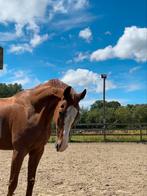 Lieve ruin te koop, Gechipt, Ruin, Niet van toepassing, 170 tot 175 cm