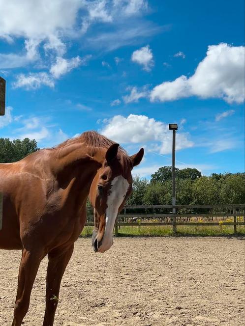 Lieve ruin te koop, Dieren en Toebehoren, Paarden, Ruin, Niet van toepassing, 170 tot 175 cm, 11 jaar of ouder, Recreatiepaard