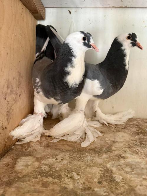 Gentse kroppers 2025, Dieren en Toebehoren, Vogels | Duiven, Kropper, Meerdere dieren