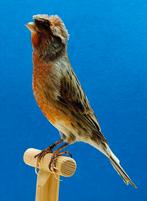 Portugese Harlekijn kanaries (basis vogels), Dieren en Toebehoren, Vogels | Kanaries, Meerdere dieren, Postuurkanarie