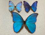 Blauwe MORPHO VLINDERS, Ophalen of Verzenden