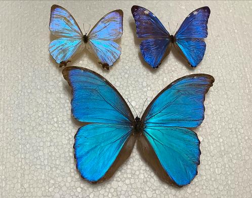 Blauwe MORPHO VLINDERS, Verzamelen, Dierenverzamelingen, Ophalen of Verzenden