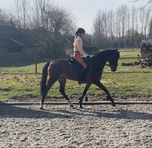 Lieve C pony, Dieren en Toebehoren, Pony's, Ruin, Z, C pony (1.27m tot 1.37m), 11 jaar of ouder, Met stamboom, Gechipt, Ontwormd