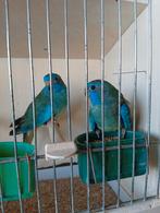 Splendid poppen, Bagué