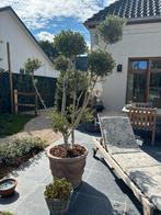 Olijfboom met bijhorende pot, Tuin en Terras, Ophalen, Olijfboom