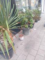 Tui planten, Enlèvement ou Envoi