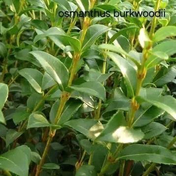Burkwoodii osmanthus 60/80 ! beschikbaar voor biedingen