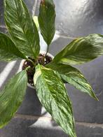 Spathiphyllum variegata, Ophalen of Verzenden