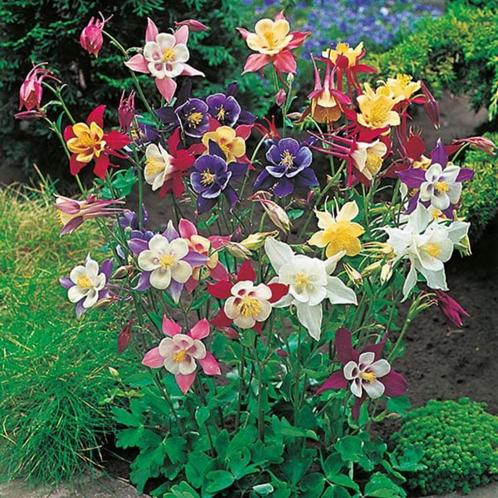 Aquilegia et Verbena, Jardin & Terrasse, Plantes | Jardin, Plante fixe, Enlèvement ou Envoi