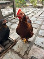 Tam haantje, Dieren en Toebehoren, Mannelijk, Kip