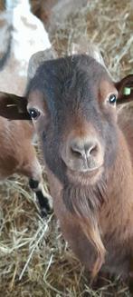 "Colin van 't kruisemhofke", Mâle, Chèvre, 0 à 2 ans