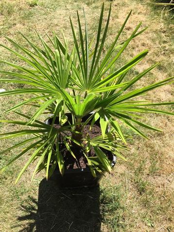 Winterharde palmboom Trachycarpus fortunei beschikbaar voor biedingen