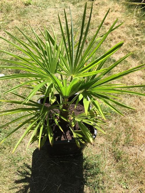 Winterharde palmboom Trachycarpus fortunei, Tuin en Terras, Planten | Bomen, Palmboom, Minder dan 100 cm, Halfschaduw, Lente, In pot