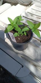 Karwij-Menthol-Munt ‘Nana’, Vaste plant, Ophalen of Verzenden, Halfschaduw, Kruiden