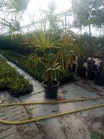 Trachycarpus fortunei palmbomen, Jardin & Terrasse, Plein soleil, Palmier, Enlèvement ou Envoi, Moins de 100 cm