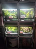 Stelling rana, Dieren en Toebehoren, Ophalen