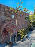 Japanse sierappel 2-2.5m hoog., Tuin en Terras, Ophalen, Winter