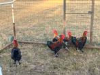 Marans hanen 2025. Zwart en blauw koperhalzig, Dieren en Toebehoren, Pluimvee