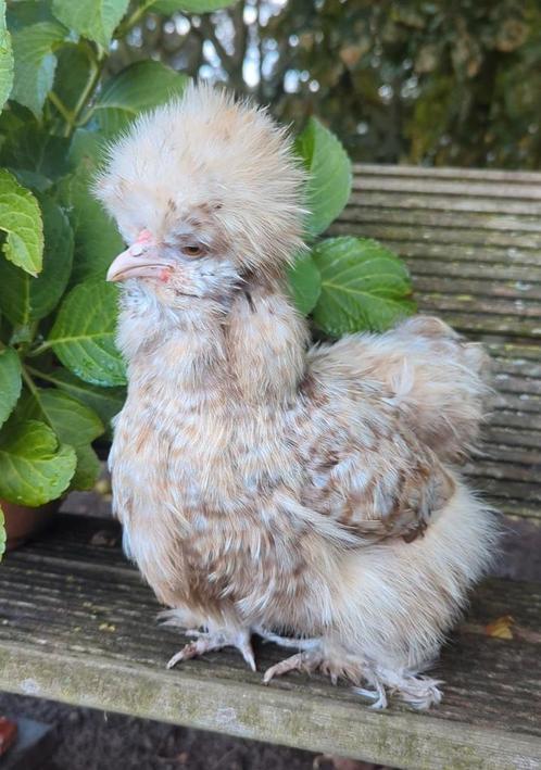 Choco koekoek hen usa zijdehoen zijdehoenders kippen, Dieren en Toebehoren, Pluimvee, Kip, Vrouwelijk