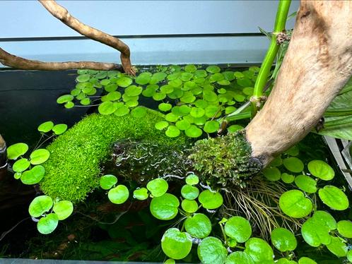 Aquarium drijfplanten - Limnobium Laevigatum - Kikkerbeet, Dieren en Toebehoren, Vissen | Aquaria en Toebehoren, Nieuw, Ophalen