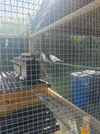 LEES BESCHRIJVING!, Dieren en Toebehoren